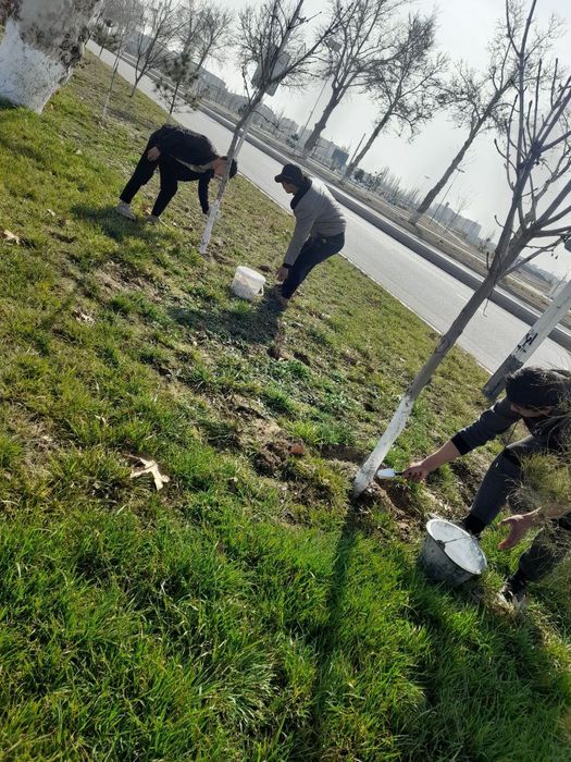 Мевали ва манзарали кучатлар