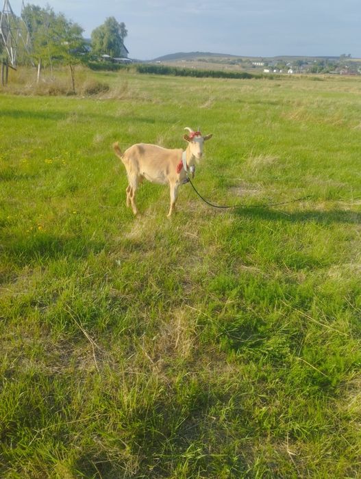 Cape de lapte bune