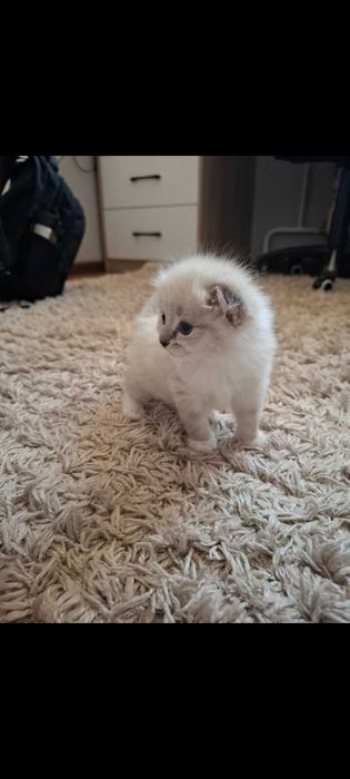 Продам котёнка срочно.