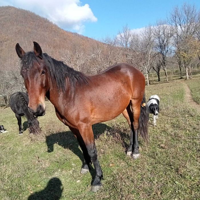 Cal murg de trei ani, cuminte.