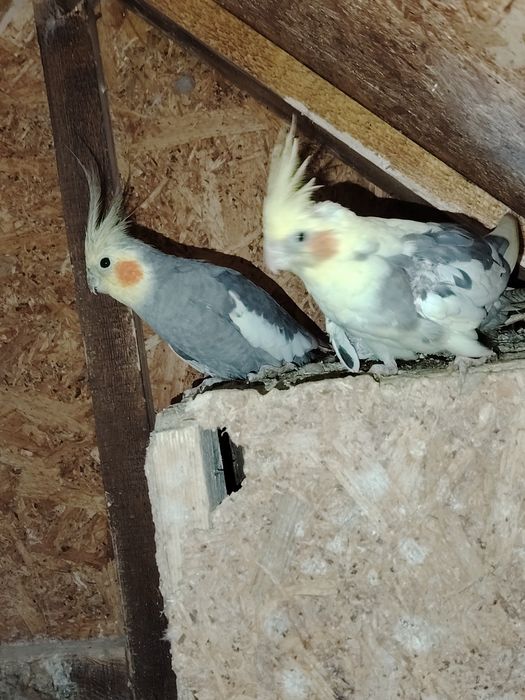 Vând o pereche de papagali nimfe