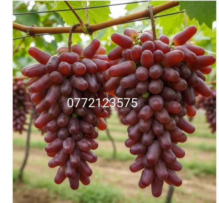 Butasi vita de vie altoita și hibrid