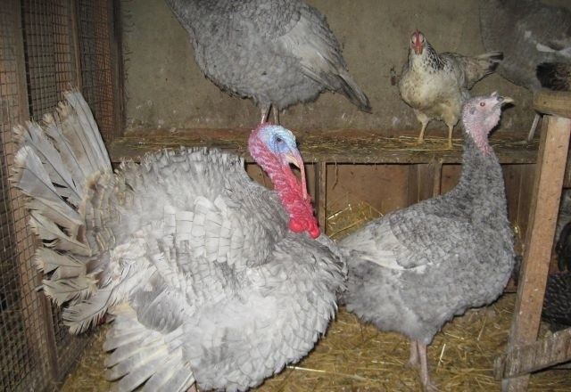 Аспидный индюк, Лаванда индоутка