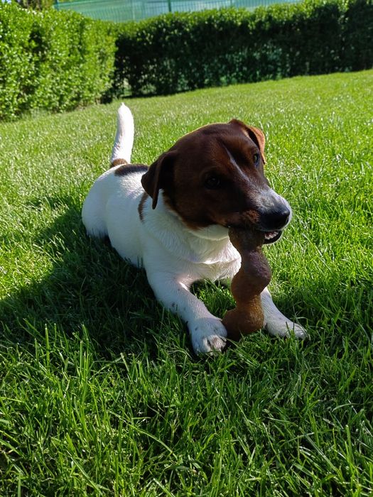 Джак Ръсел Териер