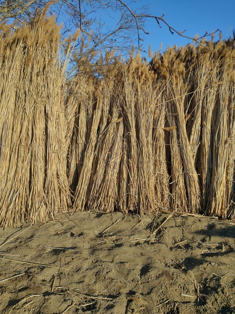 Reed harvested in 2024 quantity 20 trucks