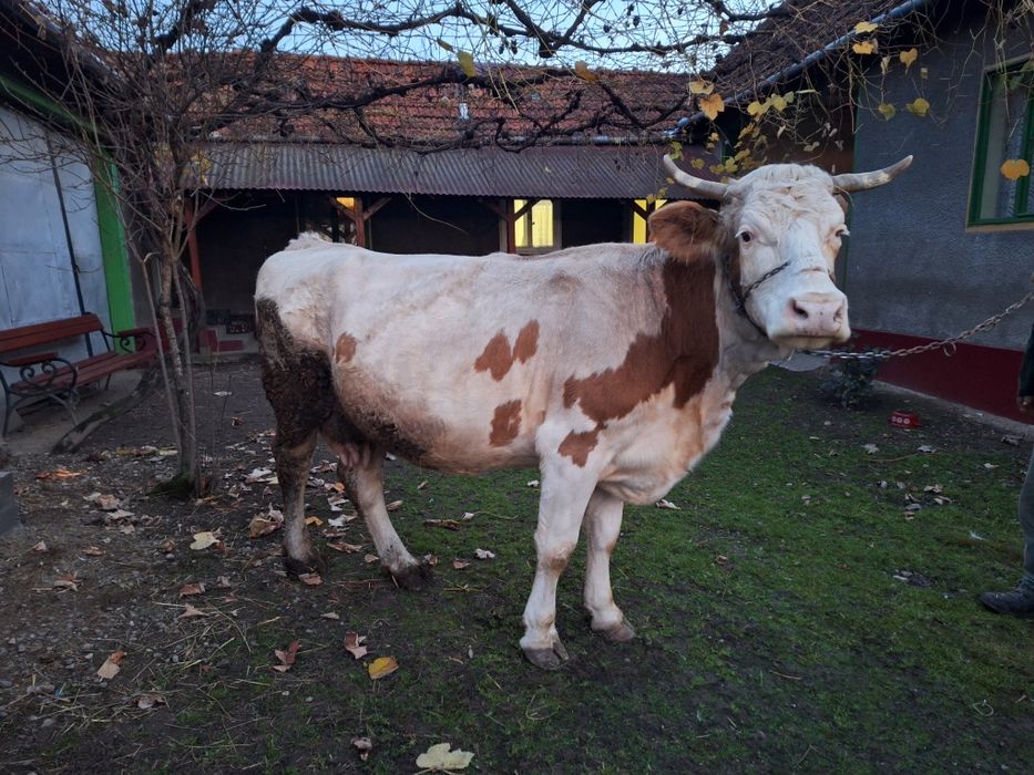 Vaca de vânzare pentru abator