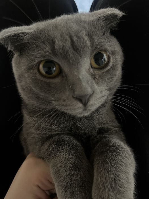 Британская короткошёрстная кошка