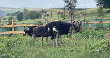 Vand doua familii de struti