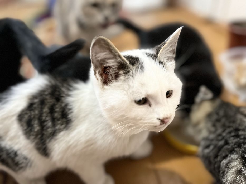 3/4 oylik mushuklar sotladi