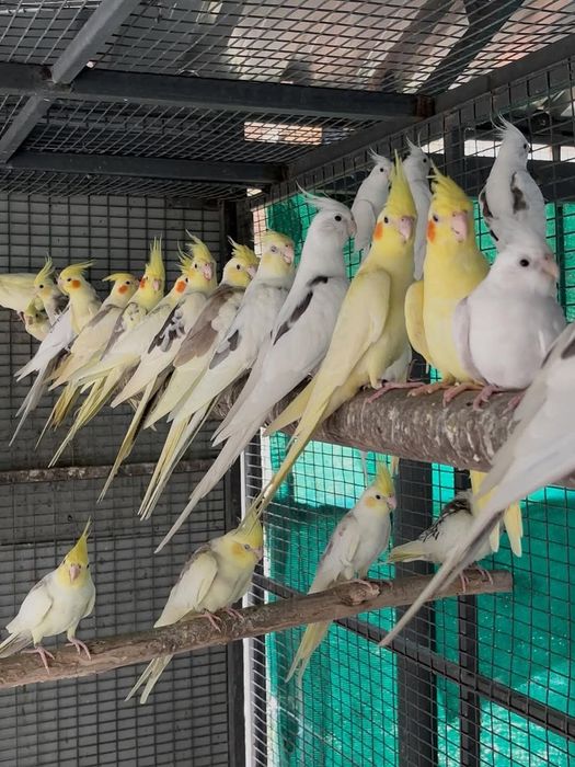 Papagali rosella, cântători și capre