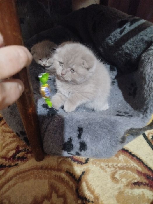 Продаются котята, фолд лилового окраса.