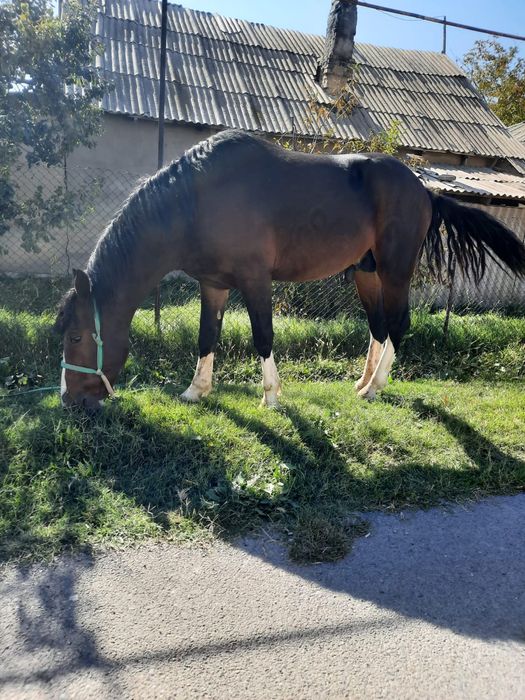 Лошадь, молодой скакун, 3 года