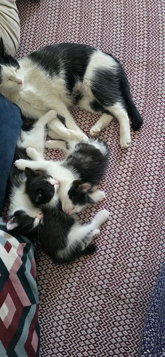 Отдам даром котят