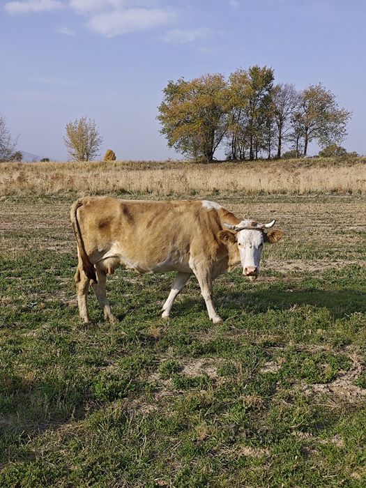 Продам корову стельная