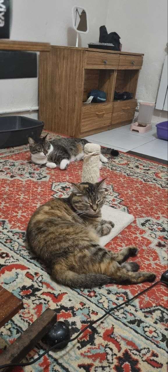 Передержка котов и кошечек, птиц, хомяков