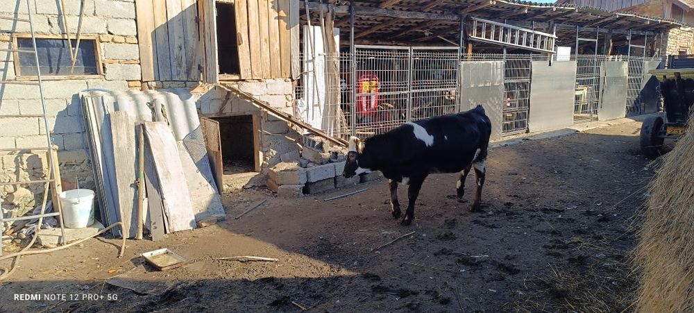 Vitea Bălțată românească