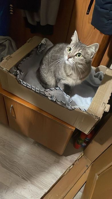 Девочка кошка, на вид не больше года