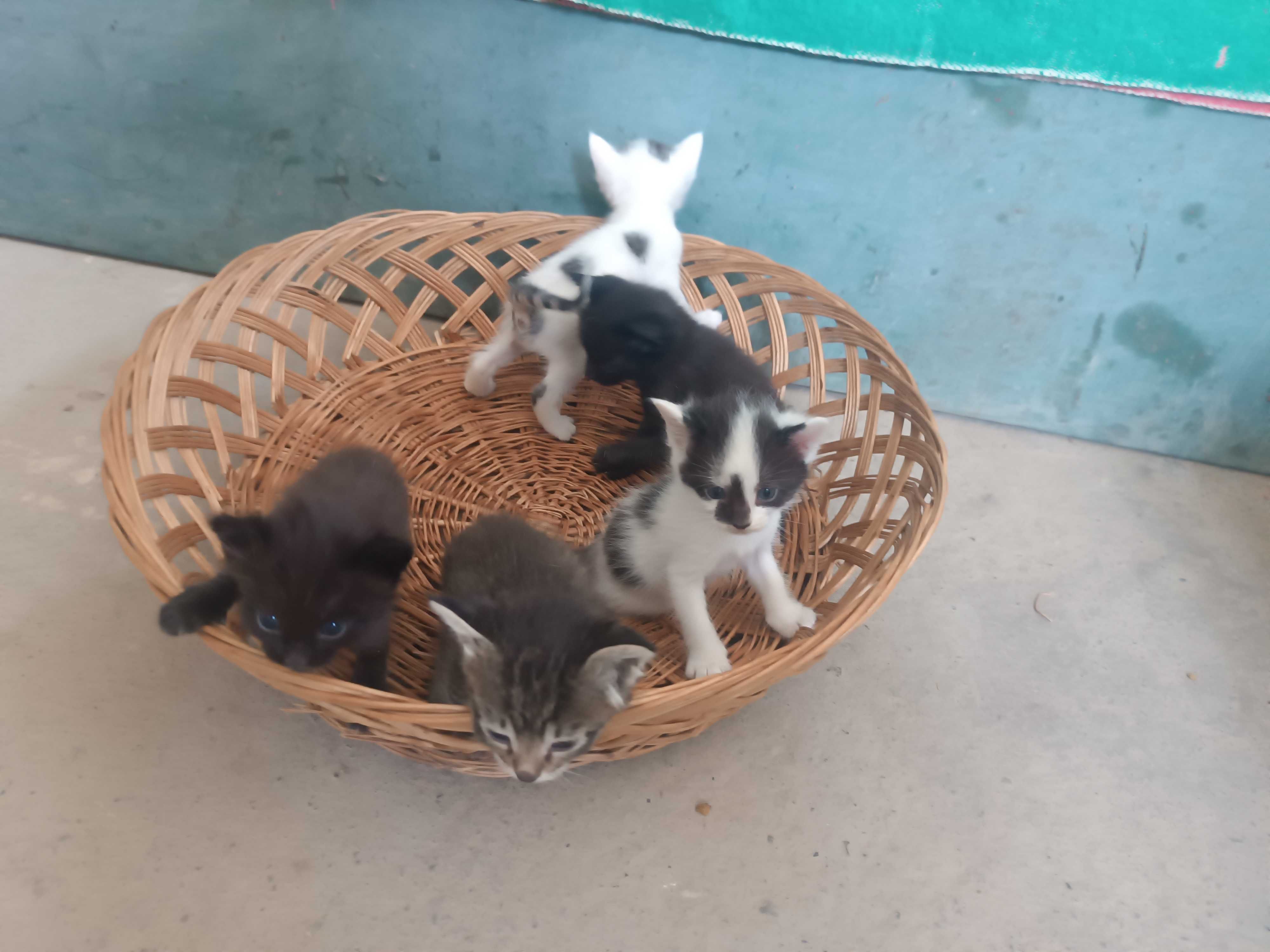 Mushuk bolalari beriladi tekin