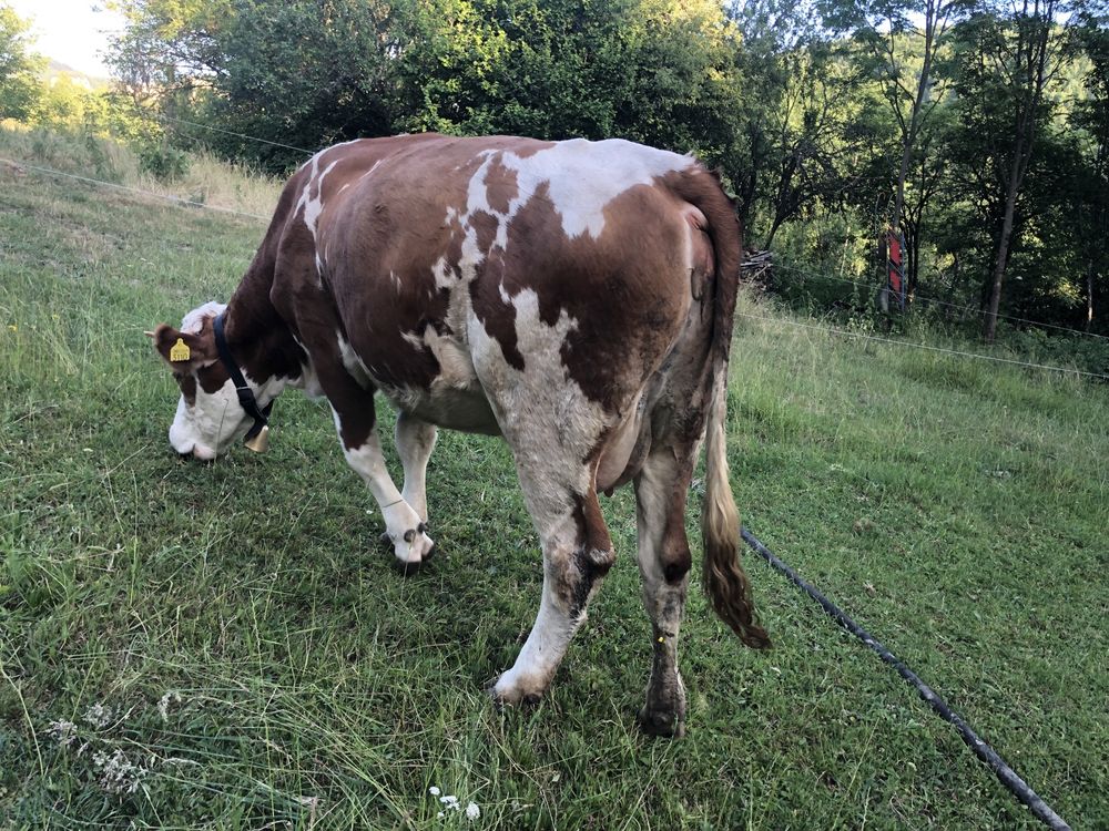 Vând vacă tânără la prima fatare, fătată de 8 saptămâni.