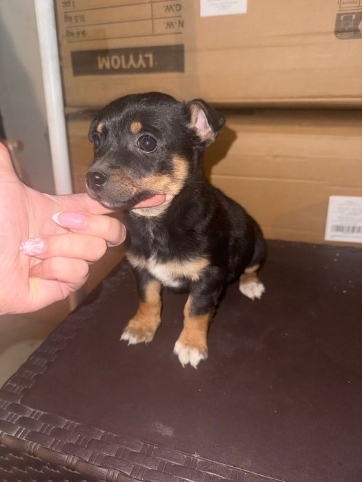 Пинчери немски на 2 месеца