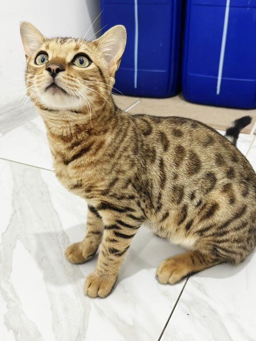 Чистокровный кот