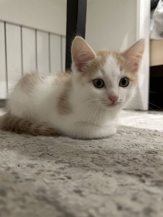 Отдам кошечку(2 месяца)