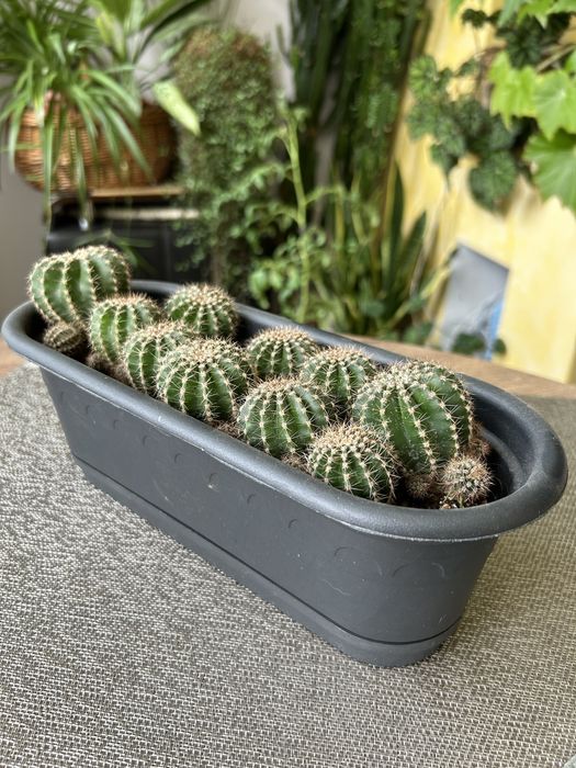 Кактус декоративный