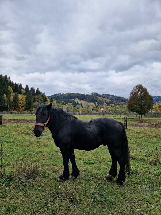 Vând Armăsar Negru Corb
