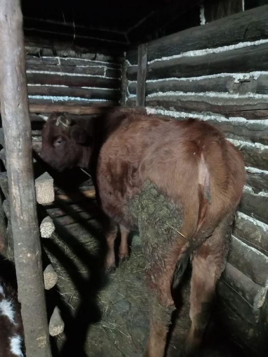 Продам 1.5 годовалую Телочку цена 550 тыс