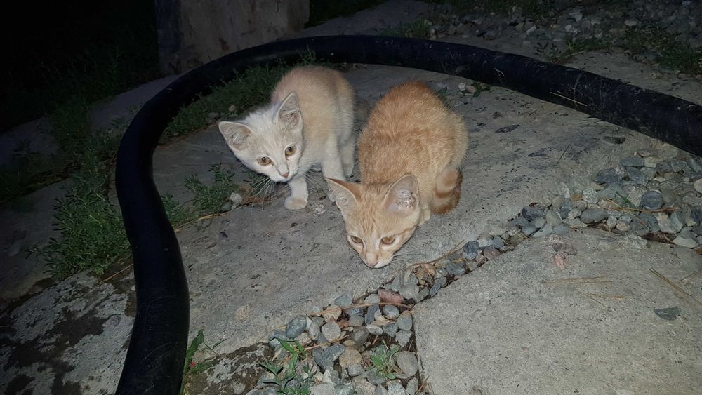 Отдам котят в добрые руки
