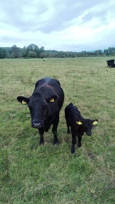 Vând vacă rasa Angus cu certificat de origine cu vițea de 3 săptămâni