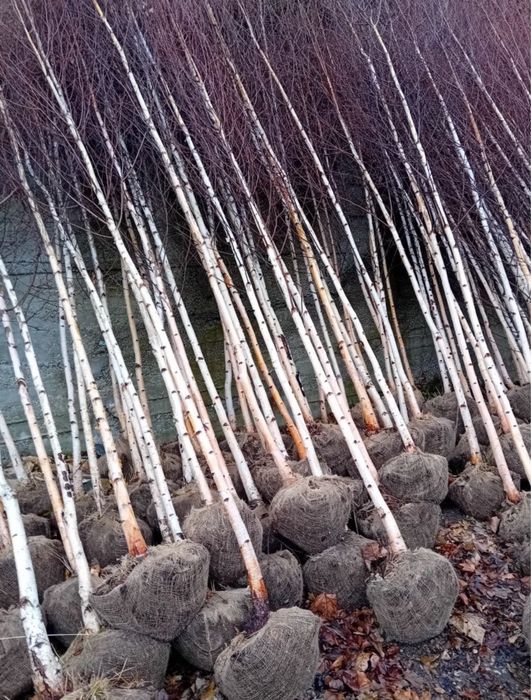 Copaci/ Mestecan / Tei / Platan