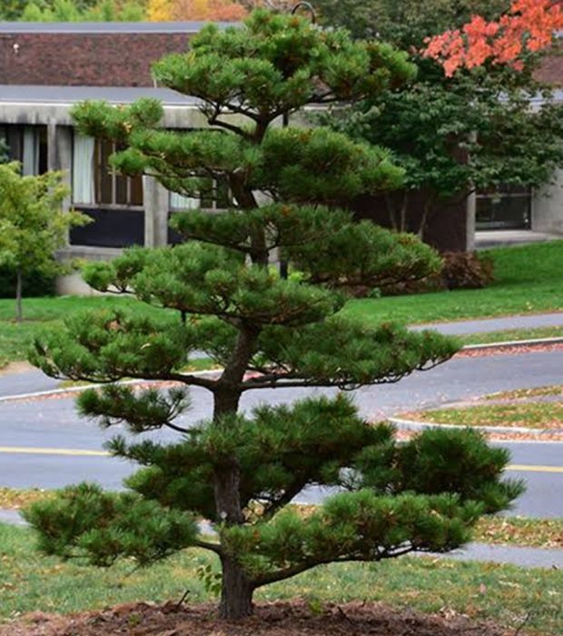 Зимняя Топиарная обрезка хвойных