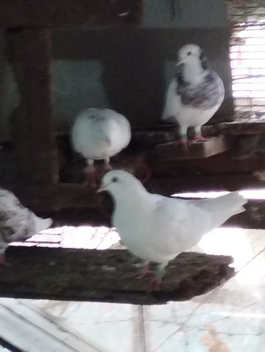 Jucători de birmingham