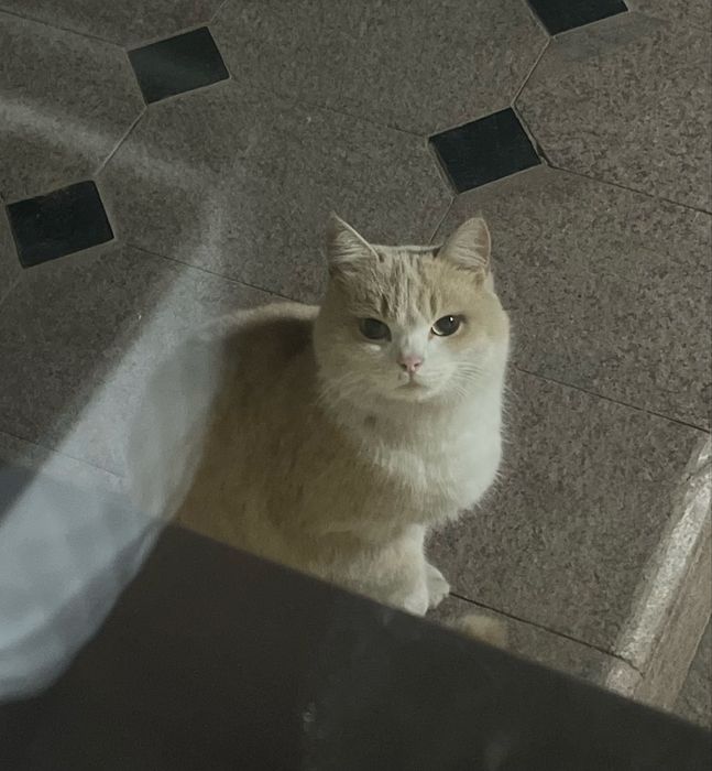 Отдам кошку в хорошие руки