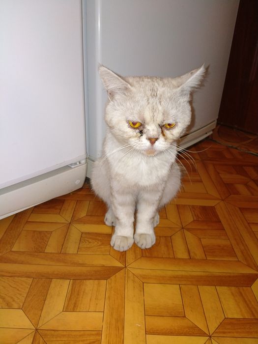 Шотландский короткошерстый годовалый котик