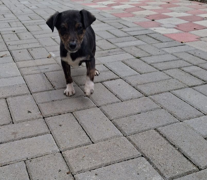 Donez cățel talie medie