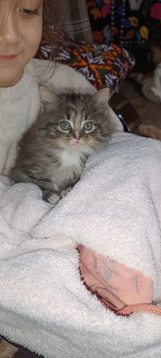 Срочно отдам котят