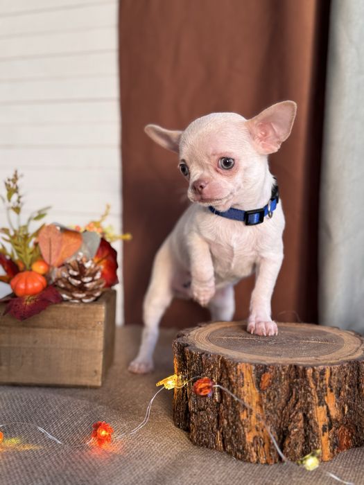 Продается щенок чихуахуа