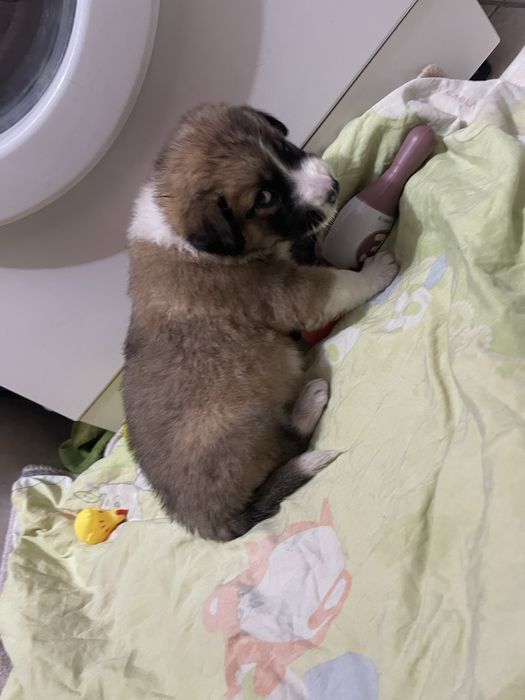 Отдам щенка девочку, спасёныш от холода