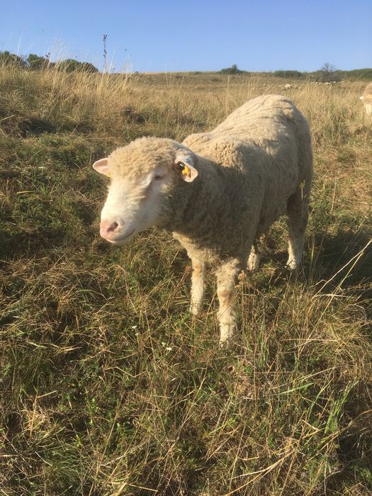 Scinb berbec ill de frans