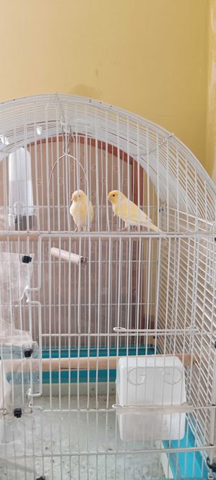 Dau la schimb femela canar cu Gould amandine