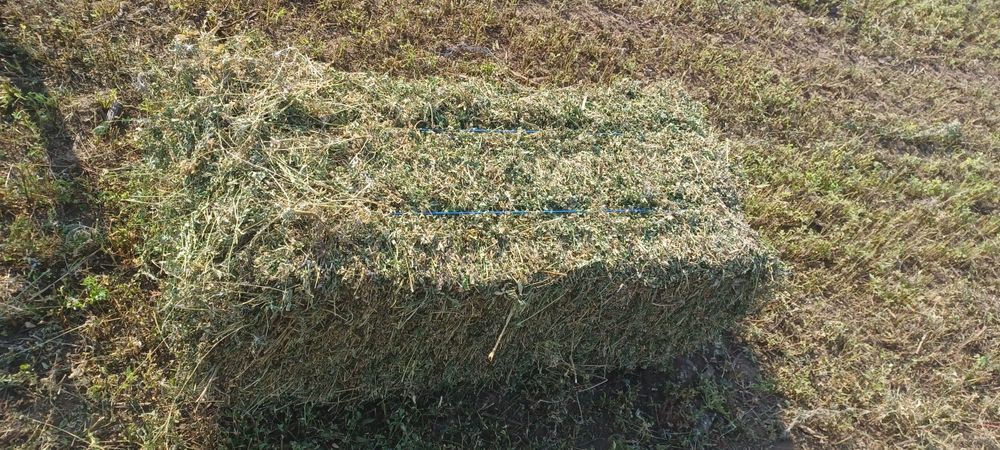 VÂND BALOTI de Lucernă!!