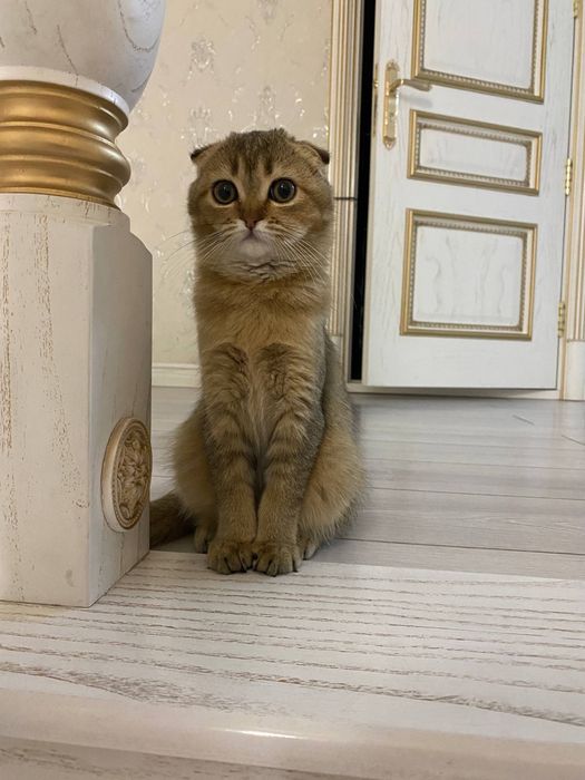 Scottish fold qiz bola