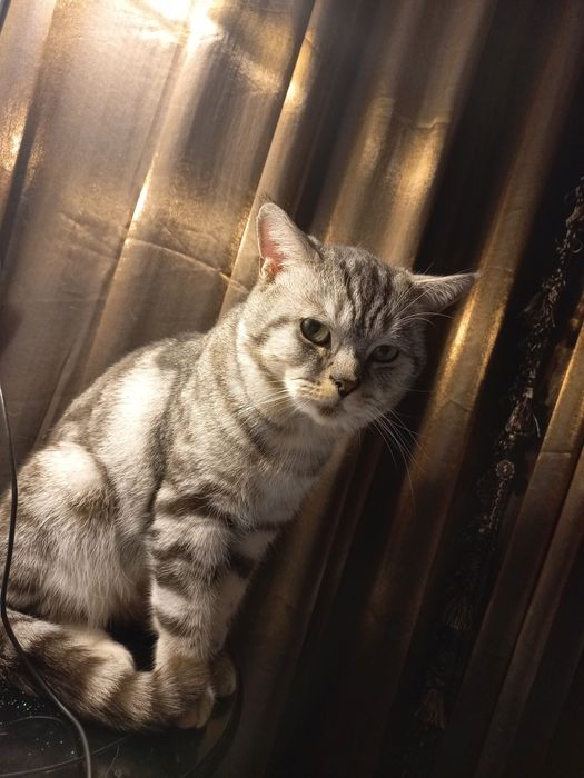 Отдам Шотландского кота в добрые руки