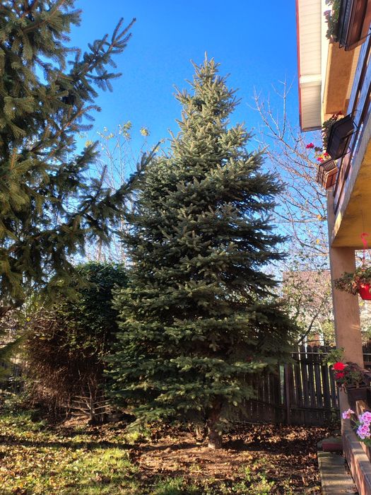 Brad natural 12metri