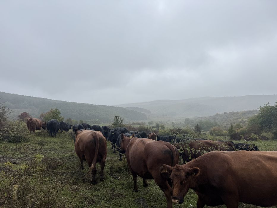Vand vaci Aberdeen Angus