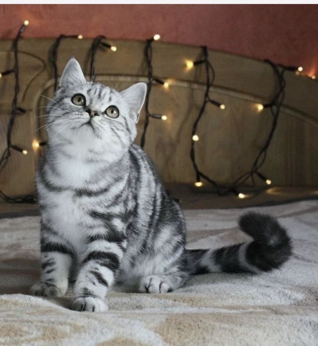 Мысық сатылады! 20.000тг