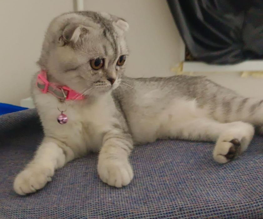 Веслоухая кошечка
