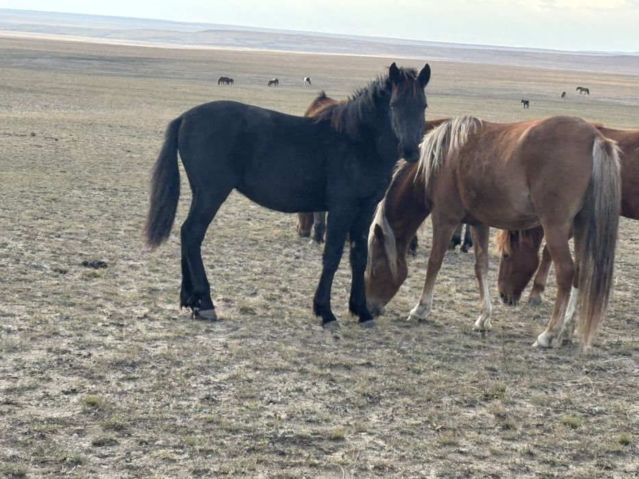Еркек тай сатылады